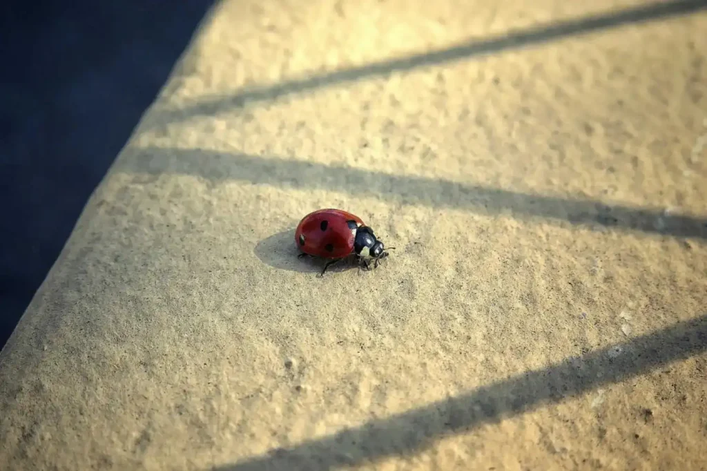 Asian lady bug on concrede