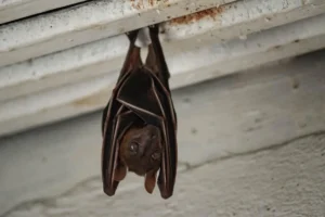bat in the attic