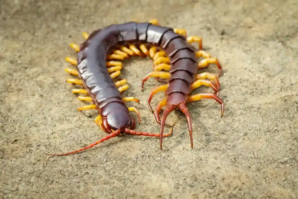 Centipedes and millipedes