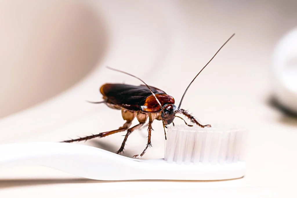 Cockroach on a toothbrush