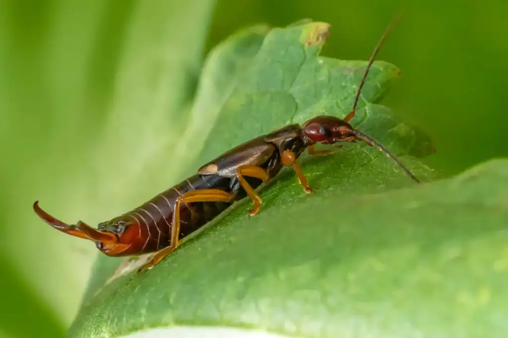 earwig on a leaf
