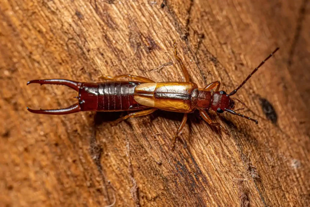 earwig on the ground
