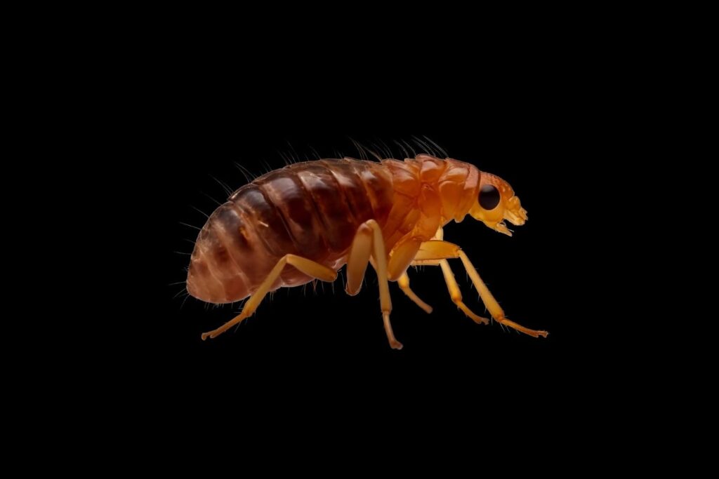 Flea macro shot on black background