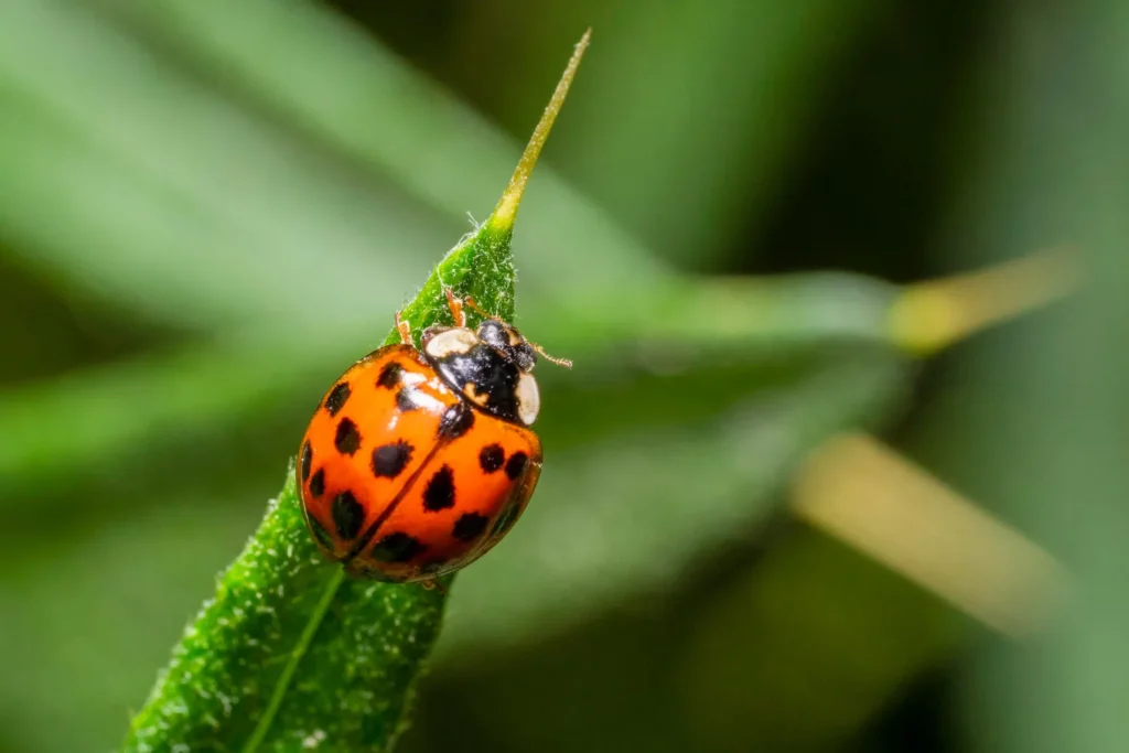 Asian lady bug on leaf