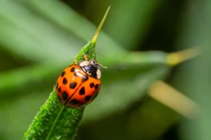 Asian lady bug on leaf