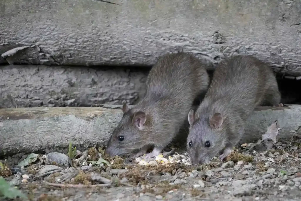 Mice in garden eating crumbles