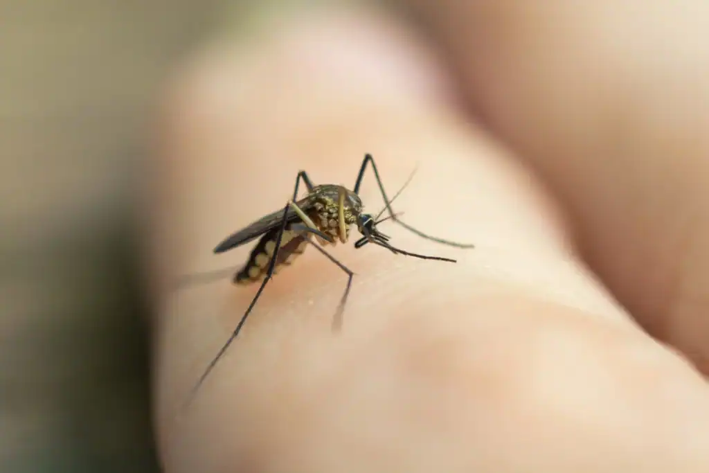 mosquito on fingers