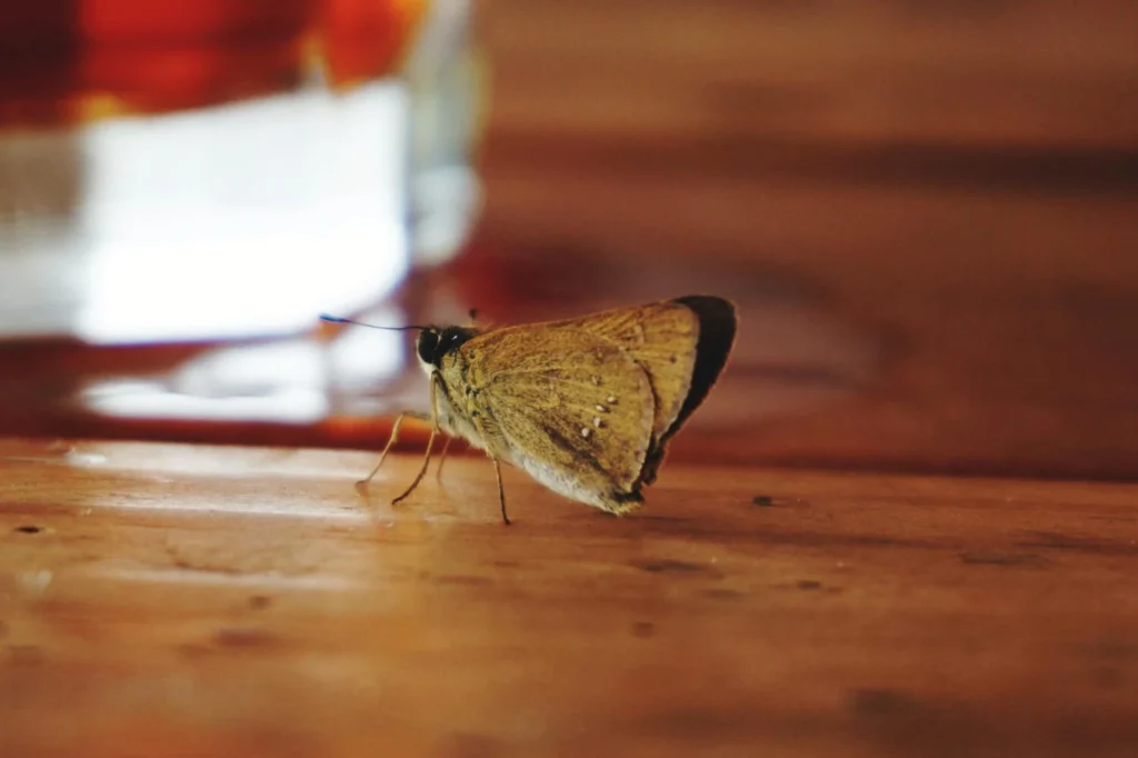 moth on the dining table