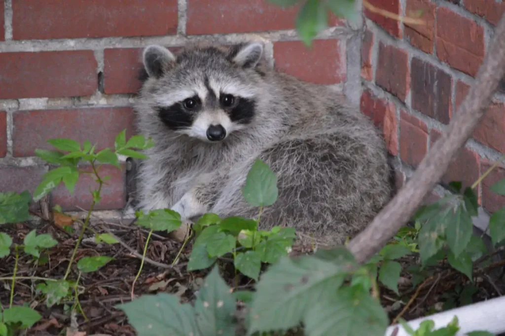 Raccoon in front of the wall