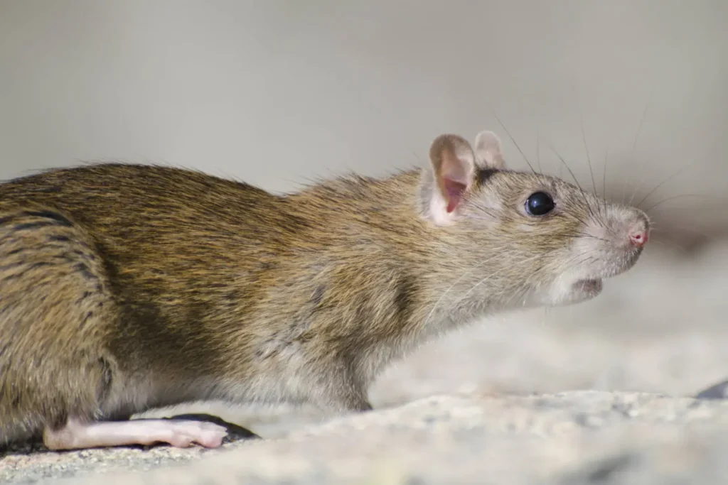 Rodent watching the house