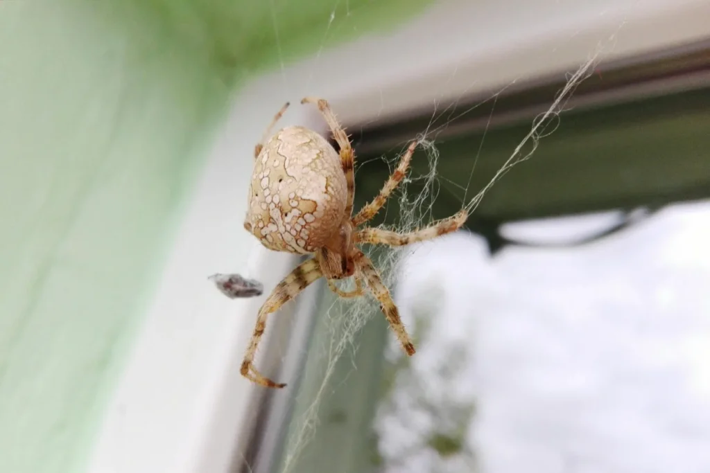 Spider on a web in front of a window
