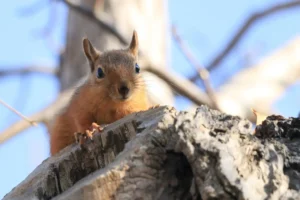 Squirrel in the backyard