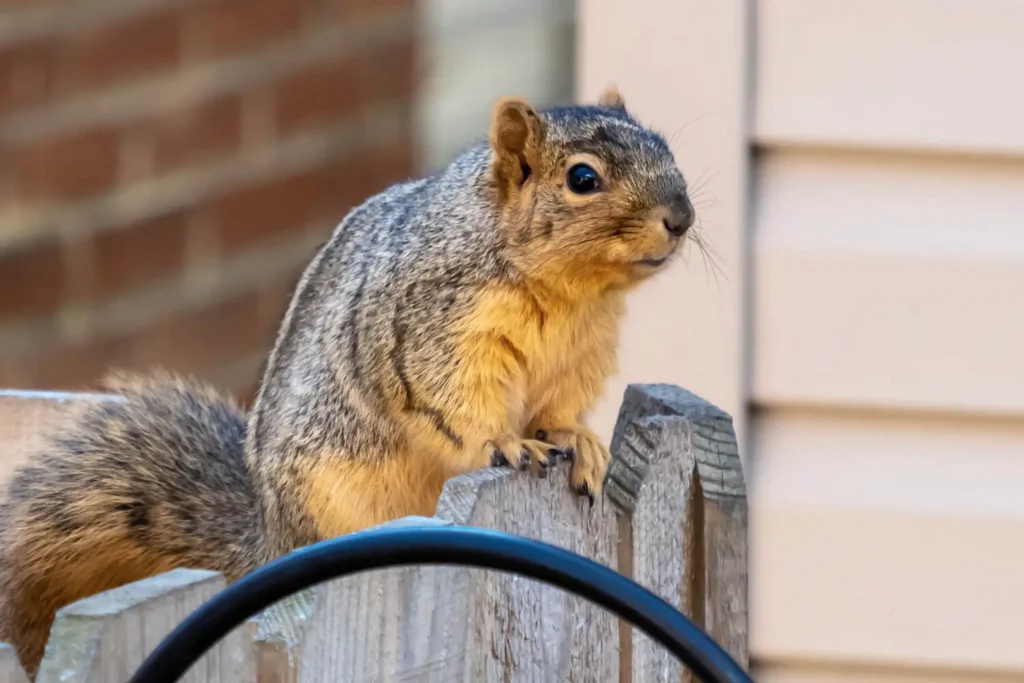 Squirrel on the fence