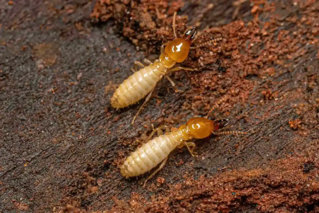 two termites on wood
