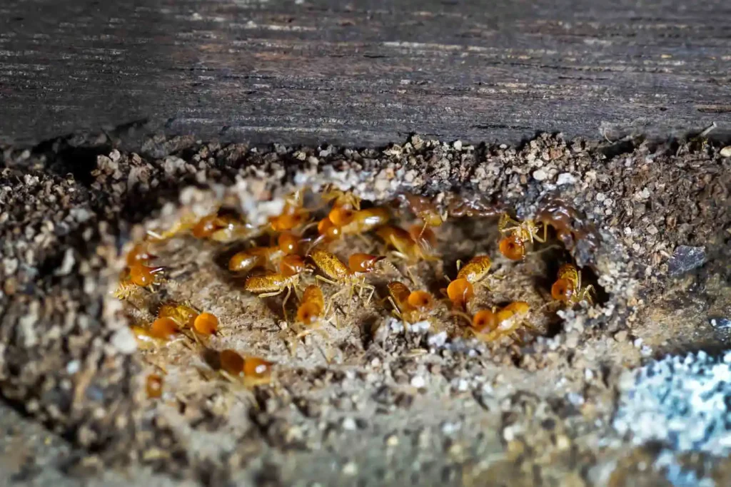 termites on the ground of an old house