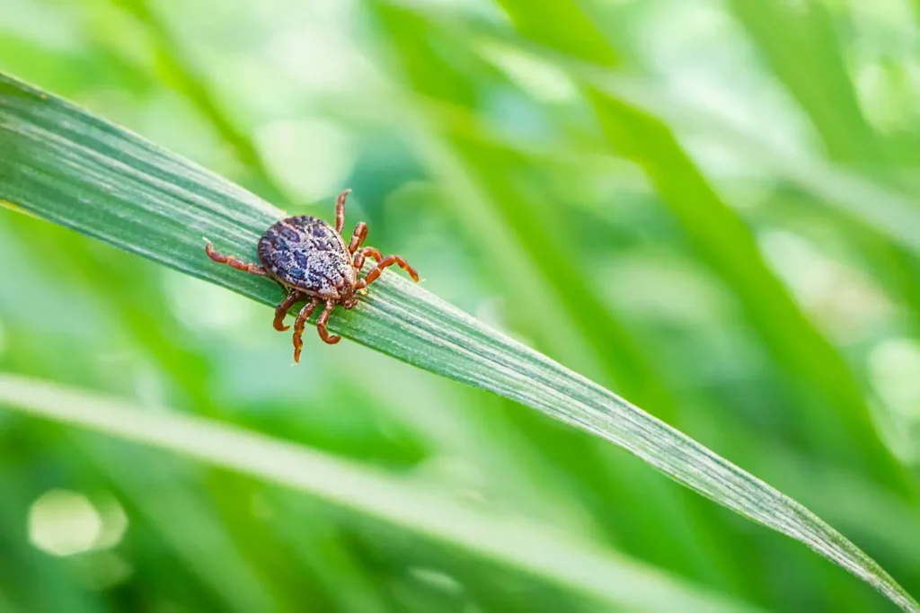 Tick Season Guide: Prevention Tips, Yard Treatment, and Bite Safety