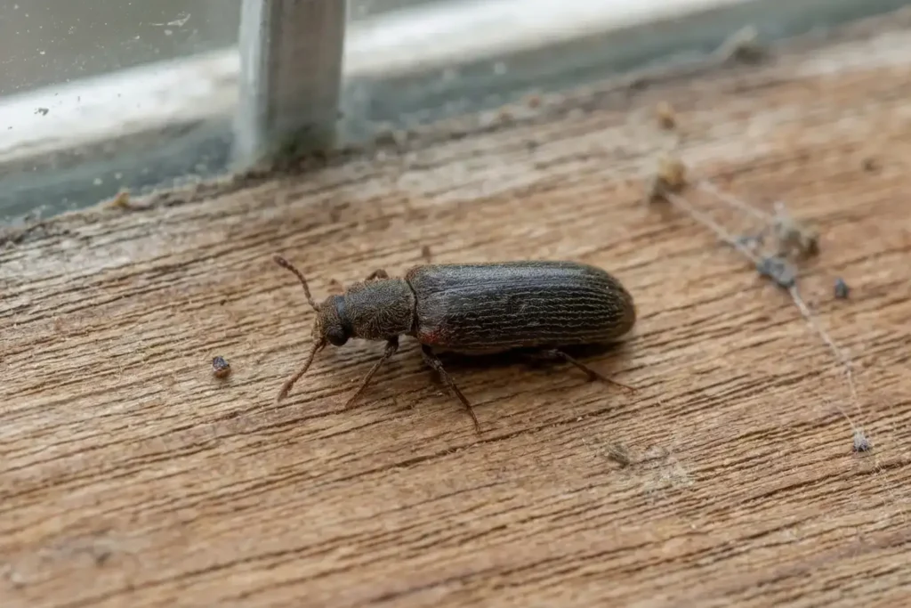 Wood boring bettle in cabinet