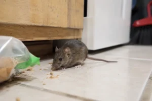 A small brown house mouse searches for food on a tiled kitchen floor beside wooden cabinets, with scattered crumbs and an opened food package nearby